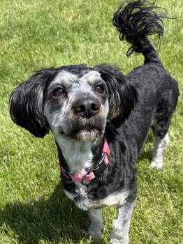 Yorkshire Terrier and Poodle Dogs Available for Adoption in Fort Wayne, Indiana - Rose | PetCurious