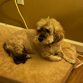 Lhasa Apso and Dachshund Dogs Available for Adoption - Gary | PetCurious