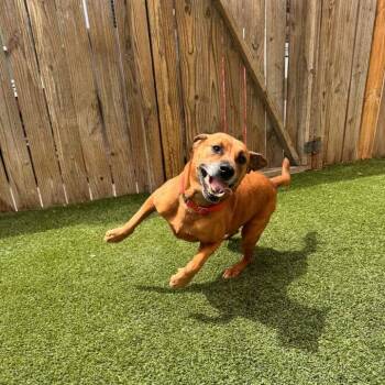 Oakley -  Mixed Breed Dog for Adoption in Savannah, Georgia - Oakley | PetCurious