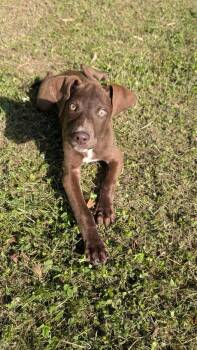 Chocolate Labrador Retriever Dogs Available for Adoption in Marion, Mississippi - Ringo | PetCurious
