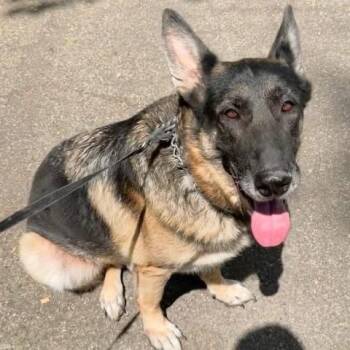 Apollo -  German Shepherd Dog Dog for Adoption - Apollo | PetCurious