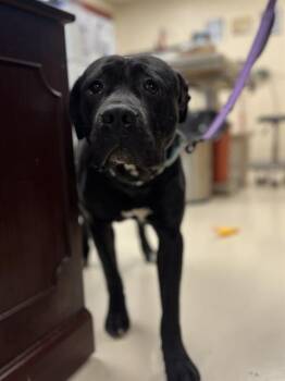 GARRICK -  Cane Corso and Mixed Breed Dog for Adoption in Aliquippa, Pennsylvania - GARRICK | PetCurious