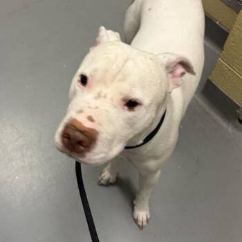 Luna -  Mixed Breed Dog for Adoption in Asheville, North Carolina - Luna | PetCurious