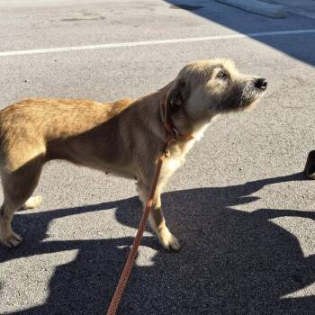 Autumn -  Mixed Breed Dog for Adoption in New York, New York - Autumn | PetCurious
