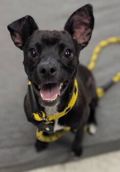 *Wolverine* -  Chihuahua Dog for Adoption in Salt Lake City, Utah - *Wolverine* | PetCurious
