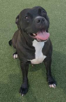 HARPER -  American Staffordshire Terrier Dog for Adoption in Fort Lauderdale, Florida - HARPER | PetCurious