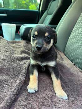 Lambeau the mixed breed puppy -  Miniature Pinscher and Schnauzer Dog for Adoption in Muskego, Wisconsin - Lambeau The Mixed Breed Puppy | PetCurious
