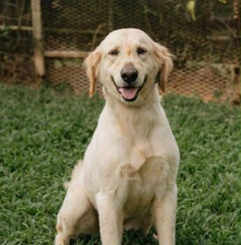 Nala -  Golden Retriever Dog for Adoption in Holiday Hills, Illinois - Nala | PetCurious
