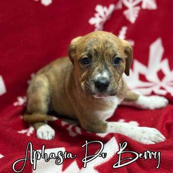 Rescue Mastiff and Great Dane Dogs for Adoption in Hillsboro, Ohio - Aphasia Du Berry | PetCurious