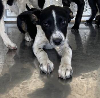 Border Collie and Mixed Breed Dogs Available for Adoption in Stockton, California - ISABELLA | PetCurious