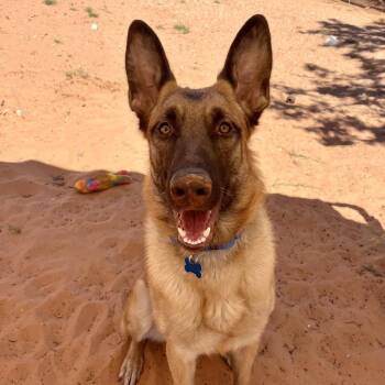 Belgian Shepherd Malinois Dogs Available for Adoption in Kanab, Utah - Milly | PetCurious
