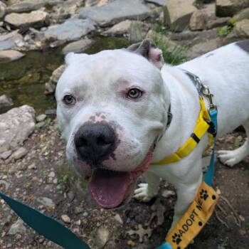 Pit Bull Terrier Dogs Available for Adoption in Baltimore, Maryland - Zeus Lightning | PetCurious
