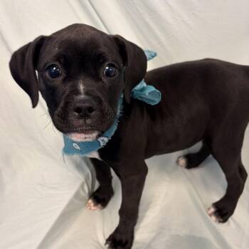 Lilah -  Mixed Breed Dog for Adoption - Lilah | PetCurious