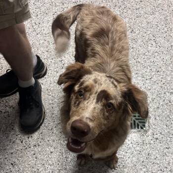 Almond Coffee Cake -  Australian Shepherd and Mixed Breed Dog for Adoption in Hattiesburg, Mississippi - Almond Coffee Cake | PetCurious