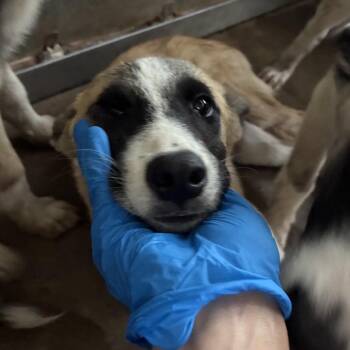 Pie -  Husky Dog for Adoption in Edinburg, Texas - Pie | PetCurious