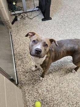 Coco Puff -  Pit Bull Terrier and Mixed Breed Dog for Adoption in Westland, Michigan - Coco Puff | PetCurious