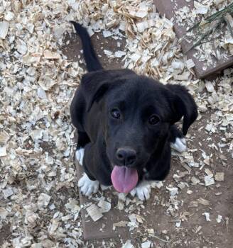 Labrador Retriever Dogs Available for Adoption in Sterling, Massachusetts - Ivy 5 Months Female | PetCurious
