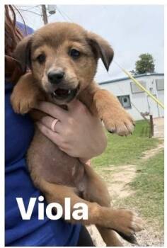 Vivacious Viola -  Labrador Retriever and Terrier Dog Available for Adoption in Randolph, Massachusetts - Vivacious Viola | PetCurious