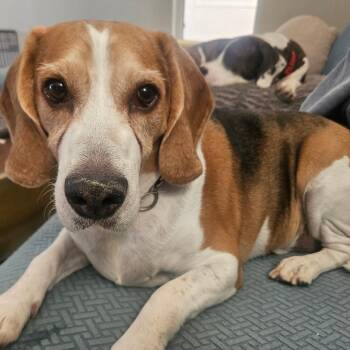 Wally -  Beagle Dog for Adoption in Las Vegas, Nevada - Wally | PetCurious