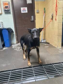 ROCKET -  German Shepherd Dog Dog for Adoption in Stockton, California - ROCKET | PetCurious