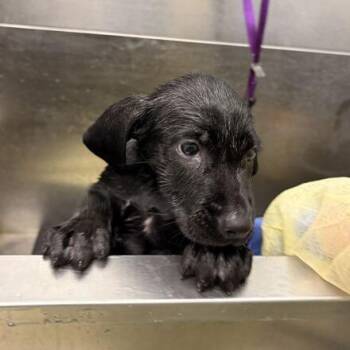 Jim -  Labrador Retriever and Mixed Breed Dog for Adoption in Marshall, Virginia - Jim | PetCurious