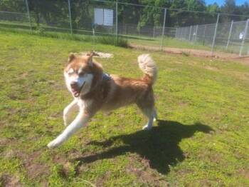 Jack Jack -  Siberian Husky and Mixed Breed Dog for Adoption in Gwinn, Michigan - Jack Jack | PetCurious