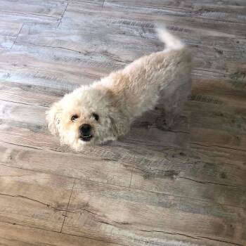 Stinkamama -  Shih Tzu and Terrier Dog for Adoption in Las Vegas, Nevada - Stinkamama | PetCurious