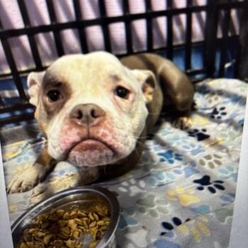 Dottie -  Pit Bull Terrier and Mixed Breed Dog for Adoption in Tacoma, Washington - Dottie | PetCurious