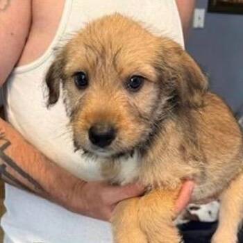 Paisley (P Litter) -  Poodle and Mixed Breed Dog for Adoption - Paisley (P Litter) | PetCurious