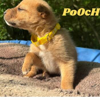 Shepherd and Carolina Dog Dogs Available for Adoption in Ragland, Alabama - Poochie | PetCurious