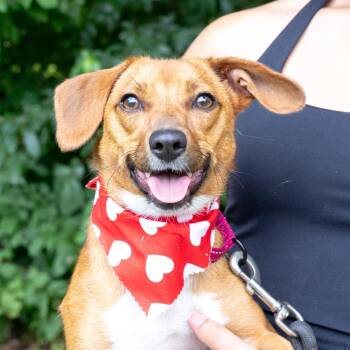 Ruby (Female) Avail 8/15 -  Jack Russell Terrier and Chihuahua Dog for Adoption in West Grove, Pennsylvania - Ruby (Female) Avail 8/15 | PetCurious