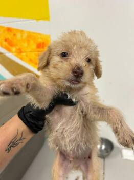 Doodle -  Mixed Breed Dog for Adoption in Thousand Oaks, California - Doodle | PetCurious