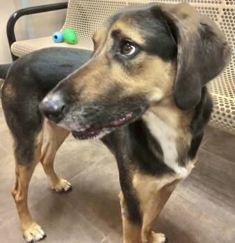 Tucker -  Australian Shepherd and Labrador Retriever Dog for Adoption in Des Moines, Iowa - Tucker | PetCurious