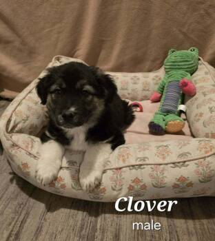 Bernese Mountain Dog Dogs Available for Adoption - Clover | PetCurious