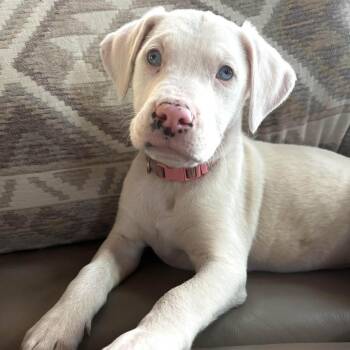 Catahoula Leopard Dog and Mixed Breed Dogs Available for Adoption - Lucie D68515 | PetCurious