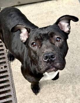 Pit Bull Terrier Dogs Available for Adoption - Fuschia | PetCurious