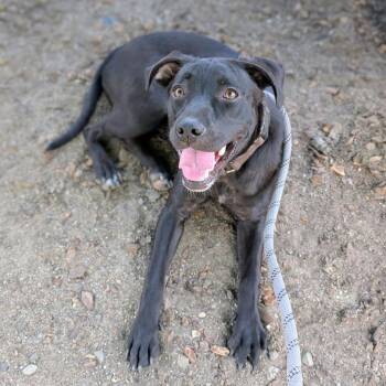 Nikki -  Pit Bull Terrier Dog for Adoption in Oakland, California - Nikki | PetCurious