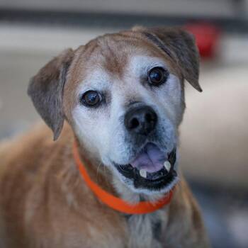 Beagle and Shar Pei Dogs Available for Adoption in Peyton, Colorado - Baldwin (JA26-38) | PetCurious