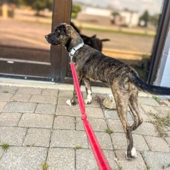 Lolli -  Mixed Breed Dog for Adoption in Springboro, Ohio - Lolli | PetCurious