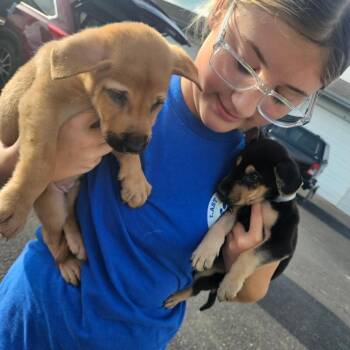 Luke -  Labrador Retriever and Mixed Breed Dog for Adoption in Tomah, Wisconsin - Luke | PetCurious