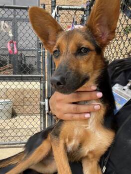 CINDER -  German Shepherd Dog and Mixed Breed Dog for Adoption in Tulsa, Oklahoma - CINDER | PetCurious