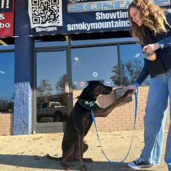 Plott Hound and Mountain Cur Dogs Available for Adoption - Moose | PetCurious