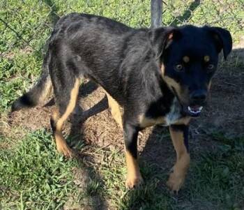 Hot Sauce -  Rottweiler and Mixed Breed Dog for Adoption in Conway, South Carolina - Hot Sauce | PetCurious