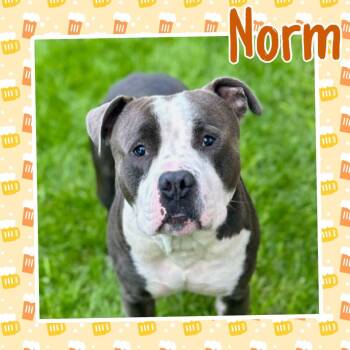 Norm -  Pit Bull Terrier Dog for Adoption in Crete, Illinois - Norm | PetCurious