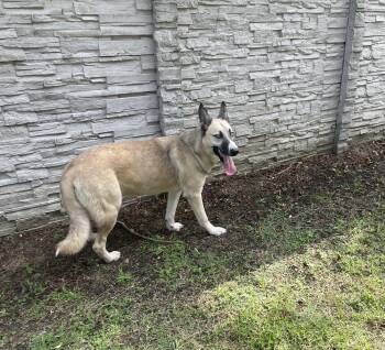 Rescue Belgian Shepherd Malinois and Husky Dogs for Adoption in Seabrook, Texas - Lyla | PetCurious