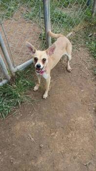 Rose -  Chihuahua Dog for Adoption in Middletown, Connecticut - Rose | PetCurious