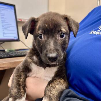 Brownie 2437 -  Mixed Breed Dog for Adoption in Loxahatchee Groves, Florida - Brownie 2437 | PetCurious