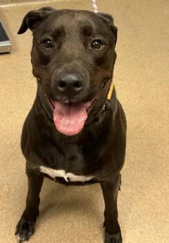 Alejandro -  Mixed Breed Dog for Adoption in Chamblee, Georgia - Alejandro | PetCurious