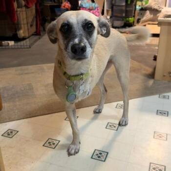 Sandy -  Shepherd Dog for Adoption in Coldwater, Michigan - Sandy | PetCurious