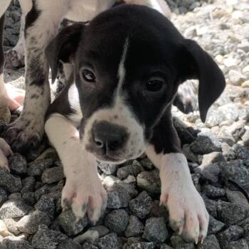 Cricket -  Mixed Breed Dog Available for Adoption in Franklin, North Carolina - Cricket | PetCurious